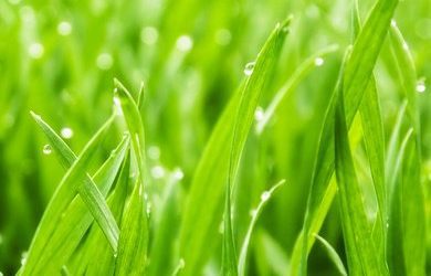 Blades of Grass: Thoughts on Leadership and Japanese Kaizen